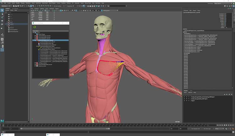 ziva dynamics ziva vfx v1922 x64 zum kostenlosen download maya.jpg